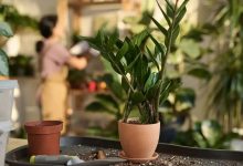 چگونه خاک زاموفیلیا را عوض کنیم؟
