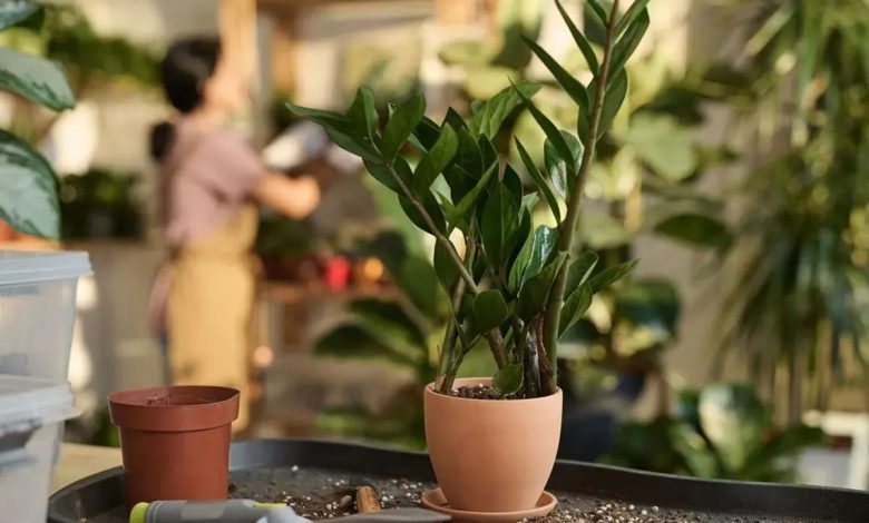 چگونه خاک زاموفیلیا را عوض کنیم؟