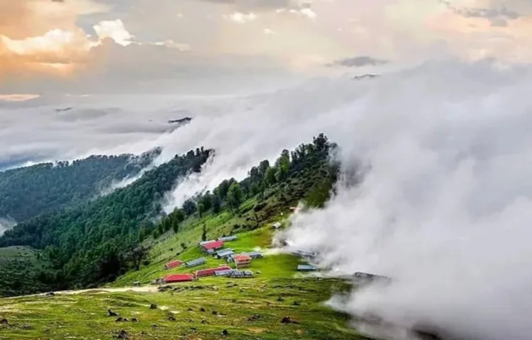 جنگل خشکه داران
