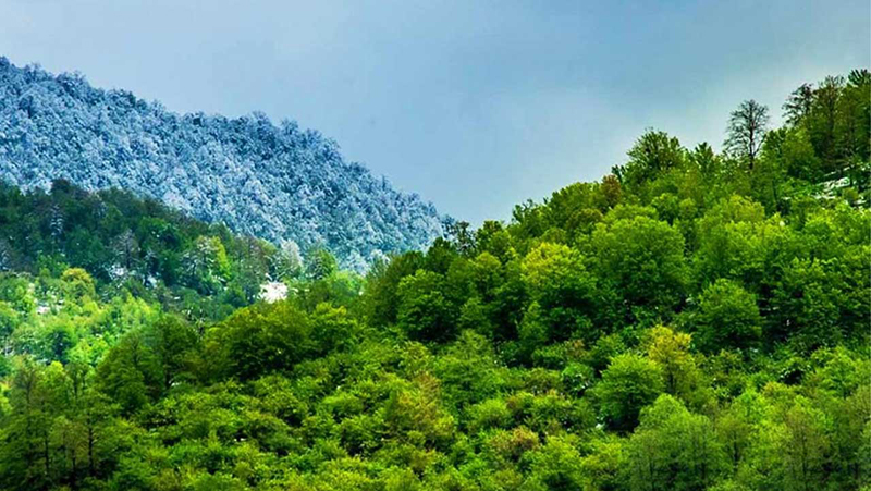 جنگل‌های واز و بولا ساری