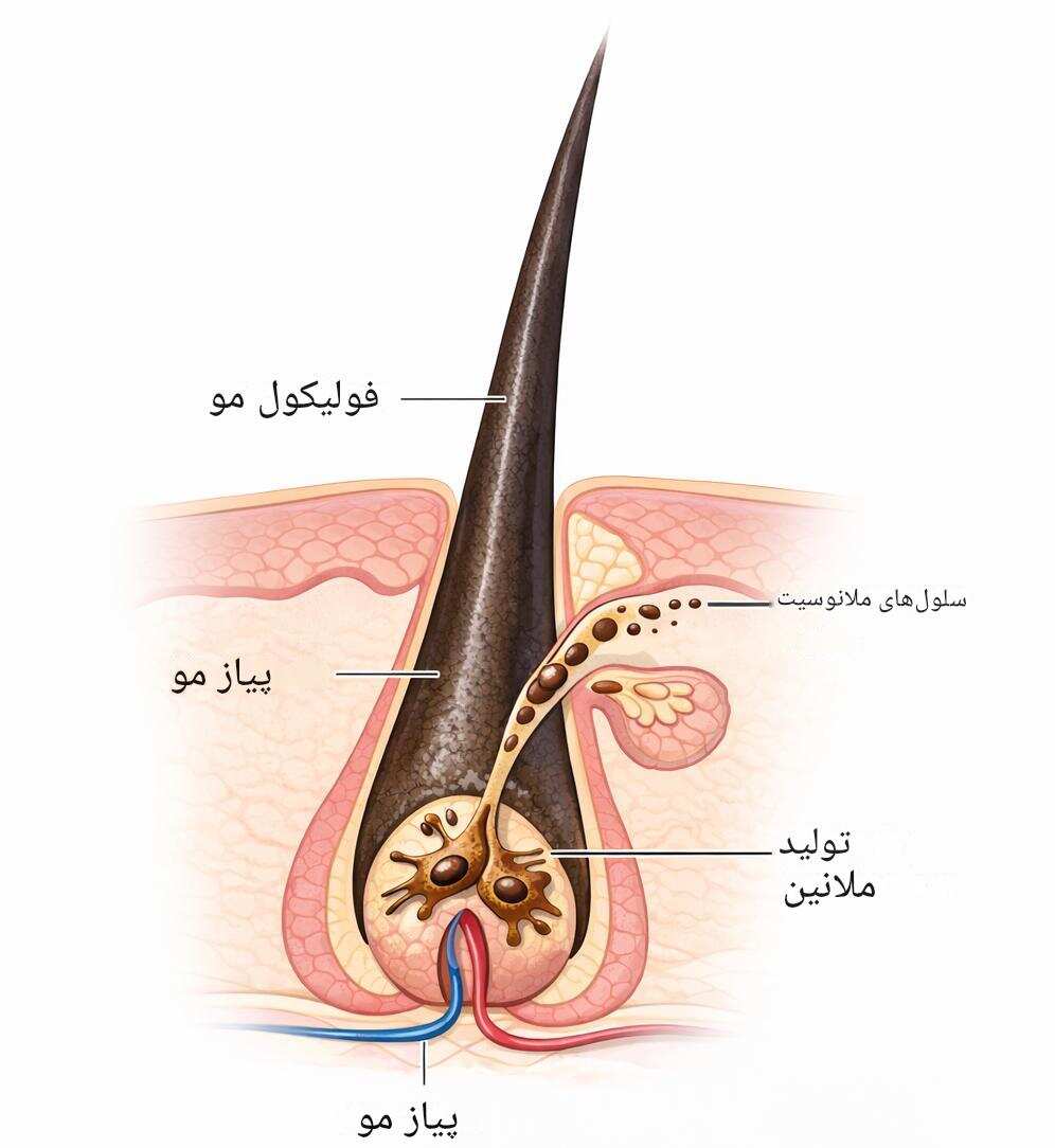 ژنتیک تعیین میکند فولیکول مو چگونه واکنش نشان دهد